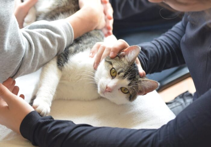 cnesoa-nos-formations