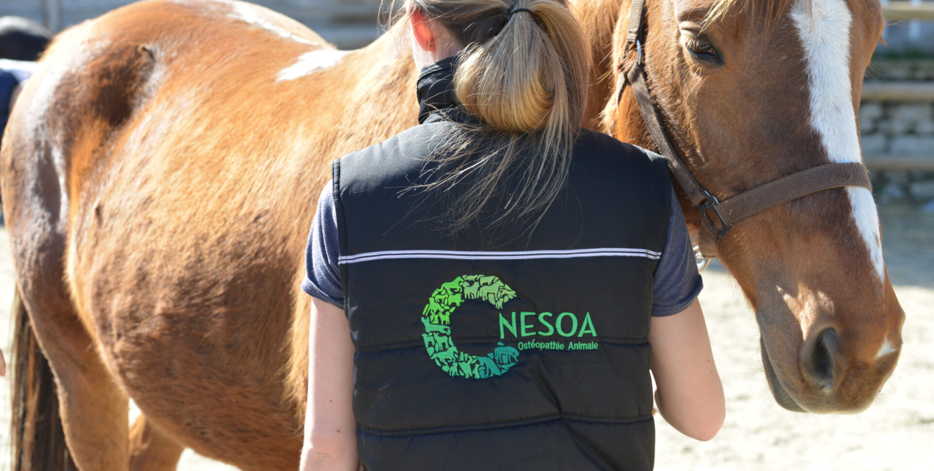 c-nesoa-osteopathie-animale