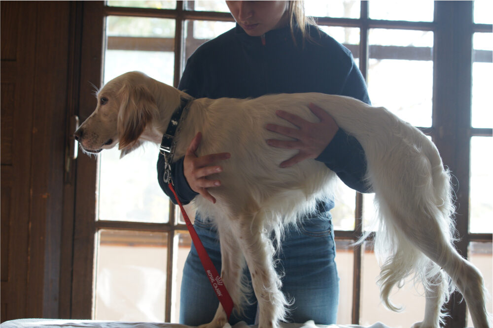 osteopathie-viscerale