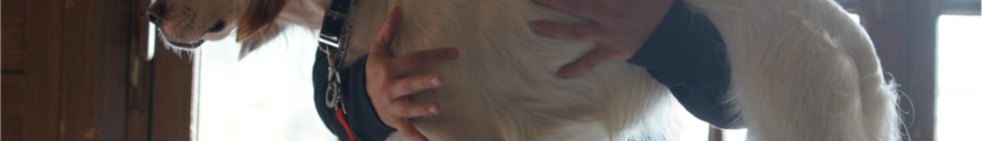 osteopathie-viscerale