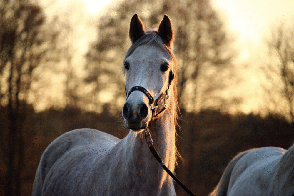 Capture d’écran 2025-06-19 à 16.34.34
