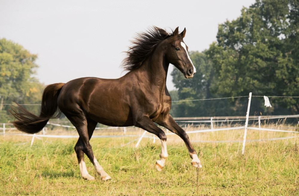 Capture d’écran 2025-06-19 à 17.27.20