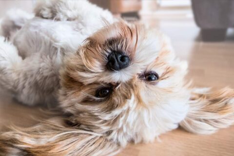 Faut-il une radiographie pour consulter un ostéopathe canin_