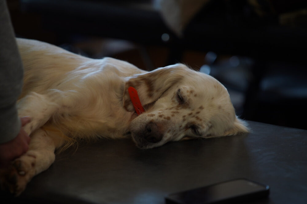 Osteopathie canine soulager les troubles