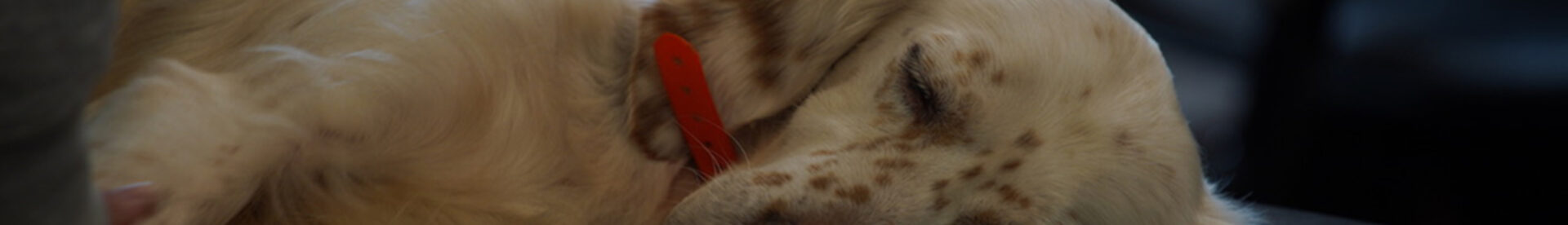 Osteopathie canine soulager les troubles