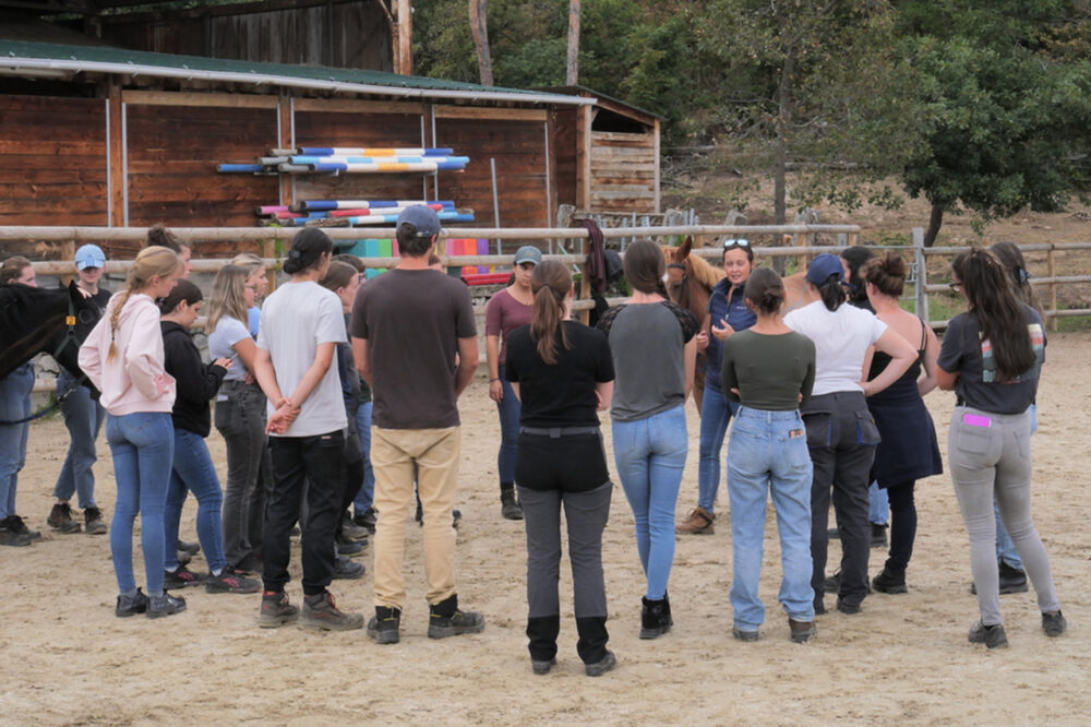 ostéopathie équine, comment reconnaitre un cheval bloqué