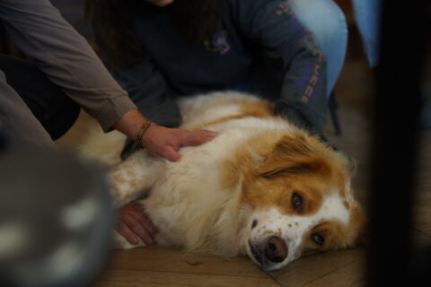 Quand consulter un ostéopathe pour son chien âgé