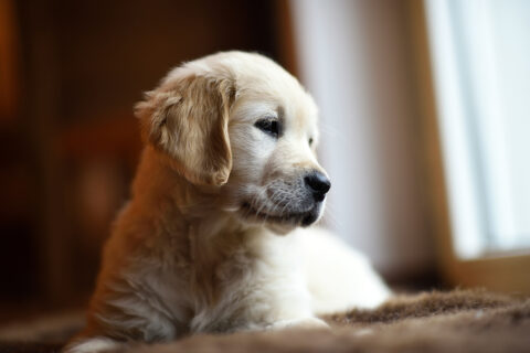 chiot-quand-commencer-suivi
