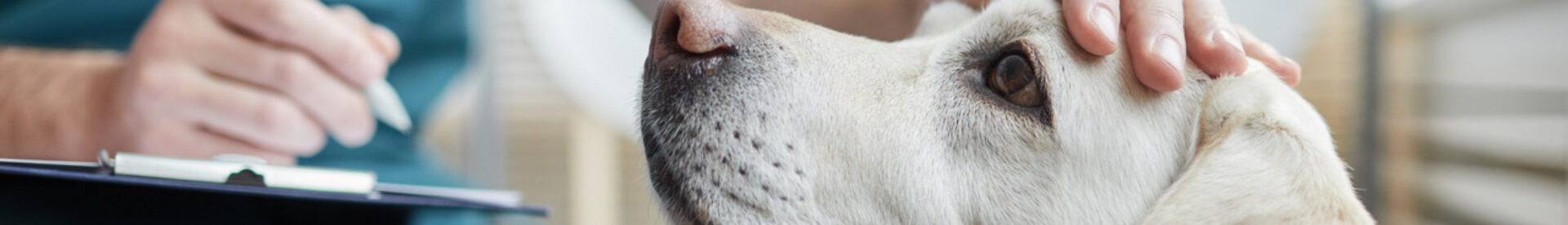 difference-ostéopathe-veterinaire