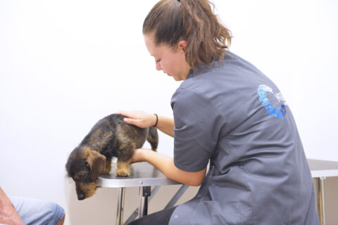 peut-on-exercer-comme-osteopathe-animalier-a-son-compte