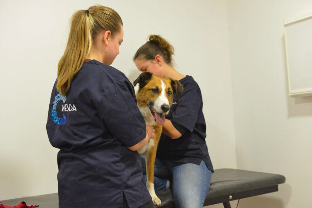 importance-clinique-pedagogique-formation-osteopathie-animale