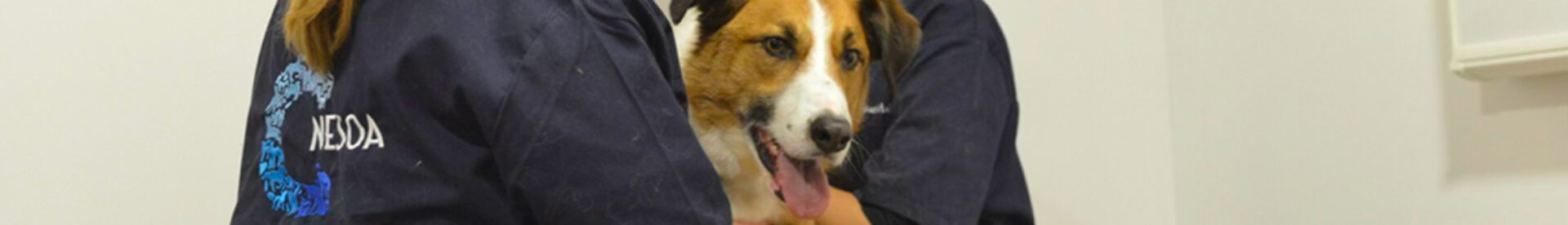 importance-clinique-pedagogique-formation-osteopathie-animale