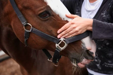 osteopathie-animale-paysage-soins-animaliers